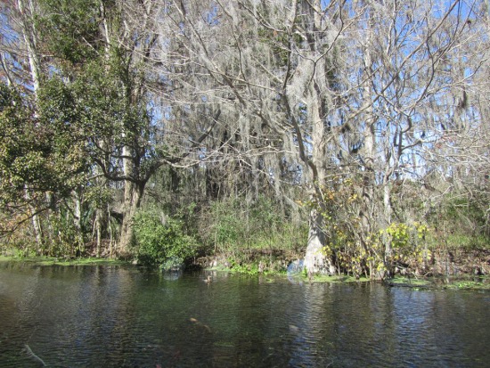 Spanish moss in the trees (neither Spanish nor moss, but there you go)