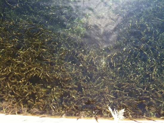 You can see the underwater grass clearly from the walkway