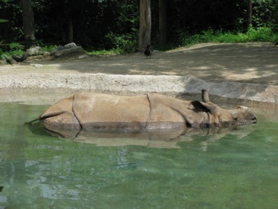 Rhinoceros cooling itself