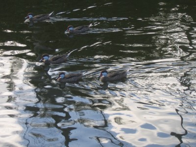 Ducks swimming in the swamp/pond