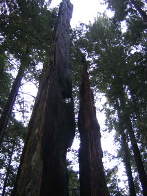 A humongous stump of a dead redwood tree