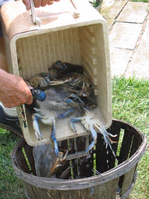 More crabs being washed and transferred