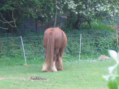 Horse's Ass?