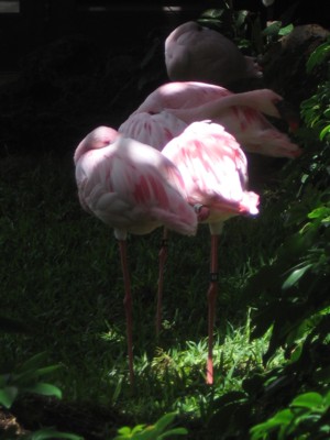 Shy flamingo