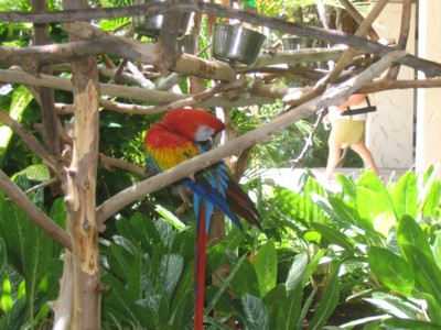 Red and Blue Macaw