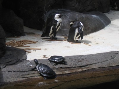 Penguins and Turtles