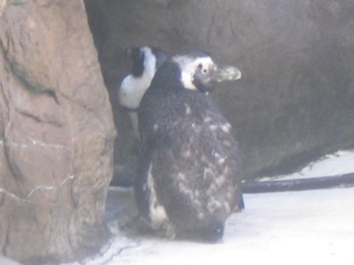 Molting Penguin