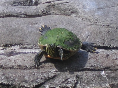 Green lichen turtle