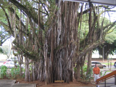 Vin by Babe Ruth's monolithic banyan tree