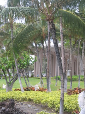 Hammock by a coconut tree