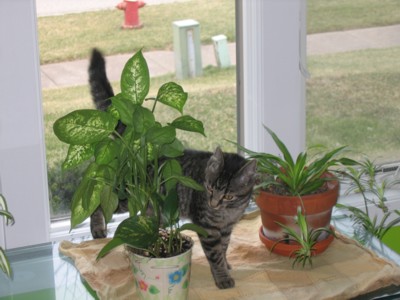 Checking out the plants