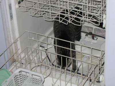 Lily investigating the empty dishwasher