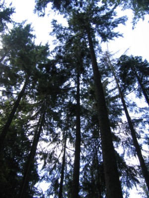 Gorgeous tall pine trees