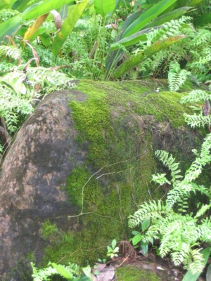 Mossy rock