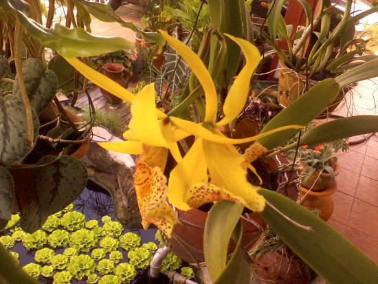 Some red-speckled yellow orchid