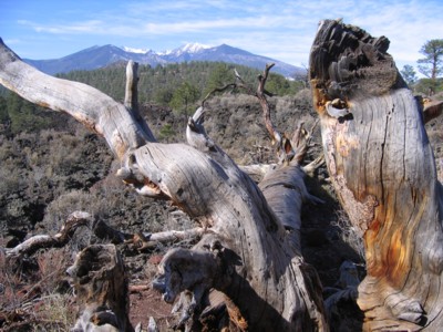 Downed tree with the San Francisco peaks in the background