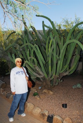 Mak by more giant funky cacti