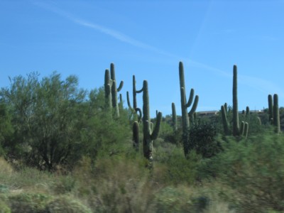 Saguaro photo taken by Abah