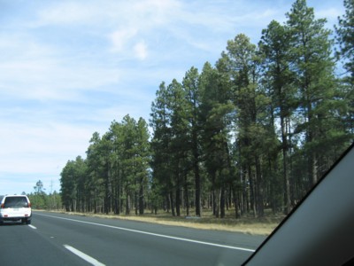 Pine forest